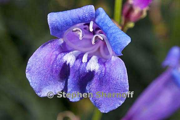 penstemon azureus var azureus graphic